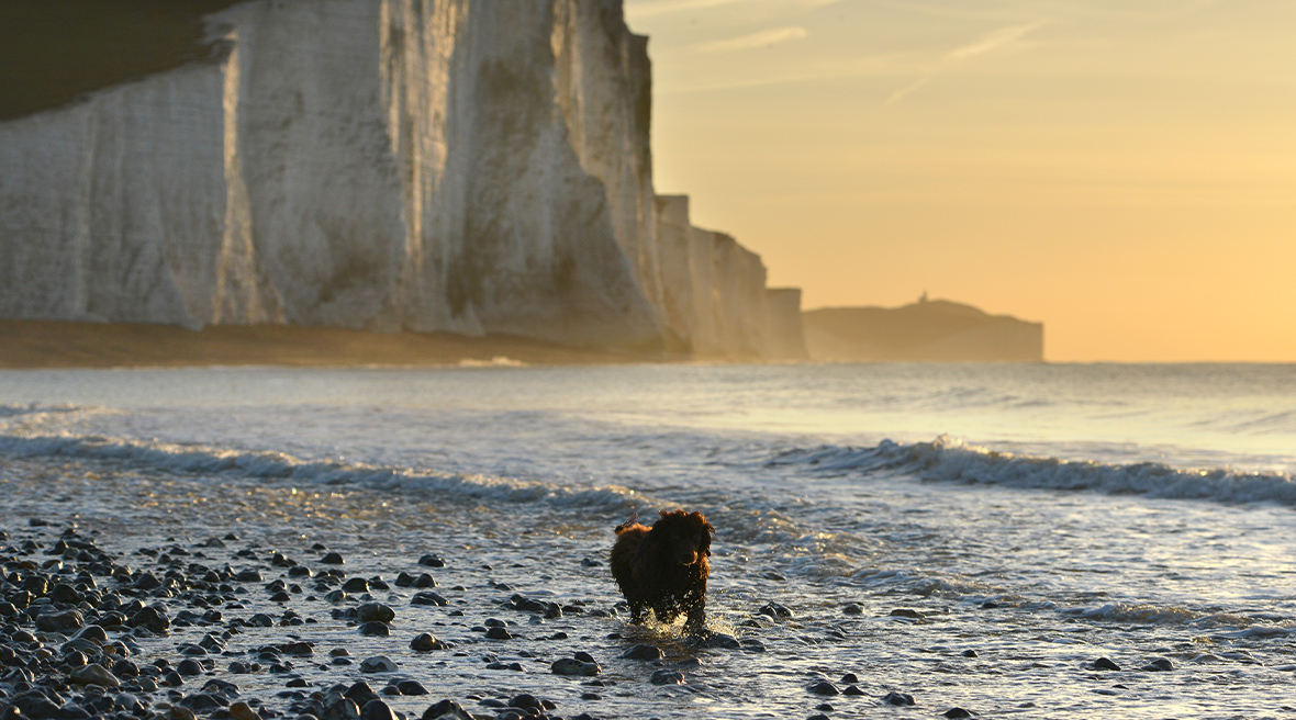 Un labrador debout sur des galets, dos à la mer et à une falaise de craie blanche